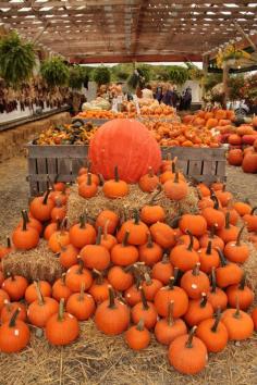 At the Pumpkin Farm