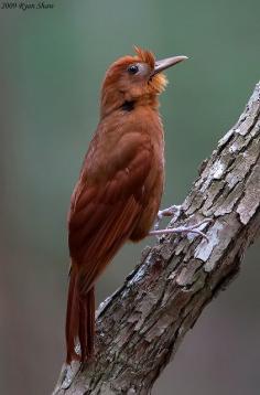 Ruddy Woodcreeper (Dendrocincla homochroa)