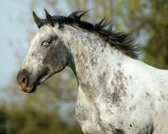 Knabstrupper stallion, Heliodoros. A breed from Denmark, a large percentage of Knabstruppers carry the Leopard Complex gene and traits. If a horse has a loud leopard coat and Baroque conformation it's a Knabstrupper. But it comes in the full range of colors also seen in the Appaloosa, including solid. photo: Tracy Robertson.