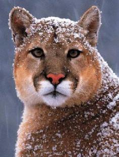 Puma (or cougar or mountain lion or catamount) in the snow.