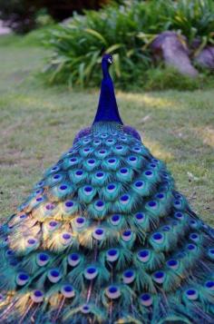 Pretty peacock