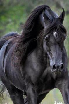 Arabian Stallion