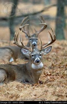 Stock Photo: Big Bucks Bedded