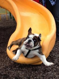 This dog who physically cannot handle this slide.
