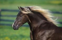 Kentucky Mountain Horse