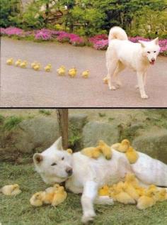 Ducklings adopt dog in Japan • photo: Toshio on  Postcrossing