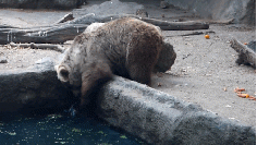 You Absolutely Have To Watch This Heroic Bear Save A Drowning Crow
