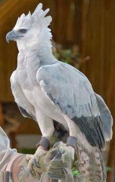 Harpy Eagle. Beautiful