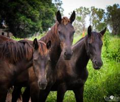 Beauties « Heart of a Horse