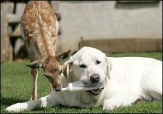 Sam feeds orphaned fawn Bluebell at a wildlife sanctuary near Stansted in Essex, England