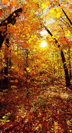 Autumn Way by Phil Koch - Fall in Wisconsin Click on the image to enlarge.