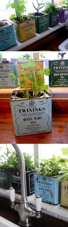 tea containers to plant herbs on the windowsill in the kitchen. @ Home Improvement Ideas