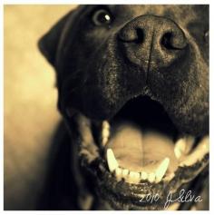 Mr Funny Face 5x5 photograph by PibbleSlobberStudio on Etsy, $8.00