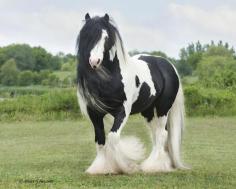 Name: Gypsy Gender: Female Age: 5 years Breed: Gypsy Vanner