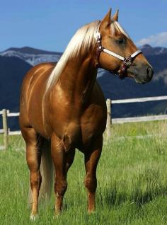 Quarter horse