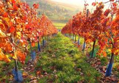 Crunchy Leaves & Apple Trees