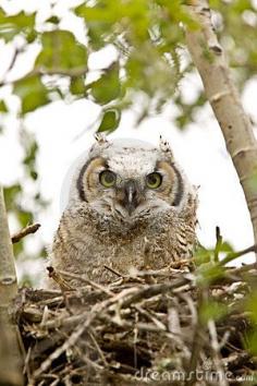 Great Horned Owl