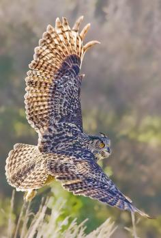 Eagle Owl... I can't get over the color.