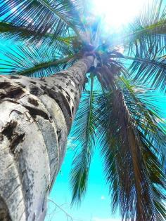 Beach Palm | La Beℓℓe ℳystère