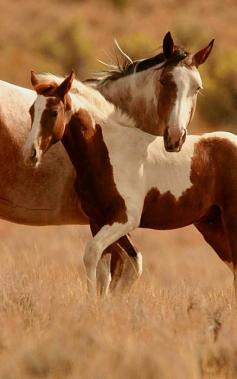 ^Beautiful horses.