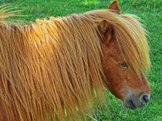 Quicksilver Miniature Horse Ranch, Solvang, California