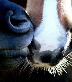 lizmetz: Equine Kisses ;)