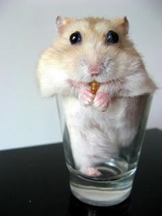 Hamster