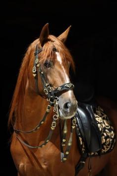Spanish horse