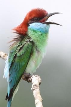 Blue-throated bee-eater - by Eddy Lee