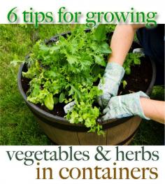 6 Tips for Growing Vegetables and Herbs in Containers