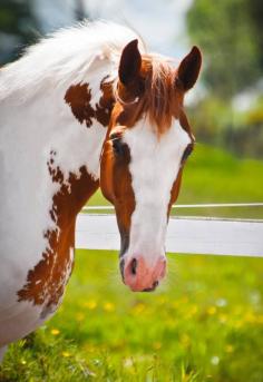 American Paint Horse western quarter paint horse paint pinto horse Indian pony solid tovero overo frame sabino tobiano rabicano