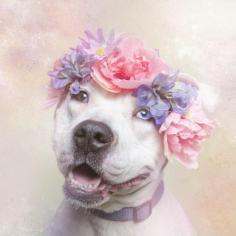 Pretty pibble with a flower halo. =D