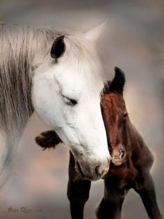 ❥ sweet horsey lovin'