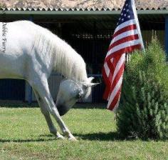 Proud to be American! Equine Salute