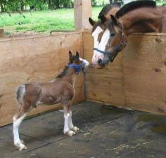 Baby Clydesdale getting advice from elders