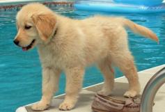 Kayla the Golden Retriever Pictures 10774