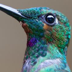 The Detail In This Hummingbird Photograph Is Unreal