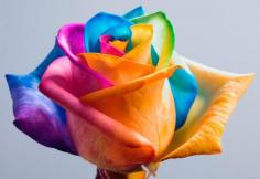 How To Make A Rainbow Rose - crafting, flower, flowers, handmade, Rainbow, rose, Tutorial