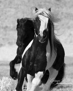 These two stallions, the Friesian and the Gypsy Vanner are young and have grown up playing together, the best of friends www.LivingImagesC...
