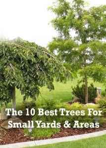 The 10 best trees to grow in small yards, or small areas.
