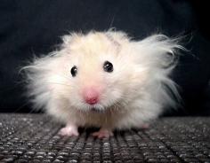 Bad hair day!