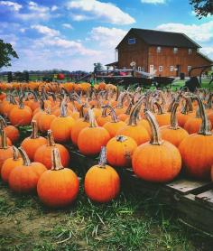 Pumpkins