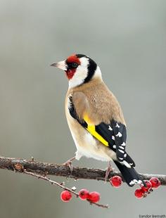 Red, white and blue (actually black) for the fourth of July!  This European Gold Finch looks like it should be American!