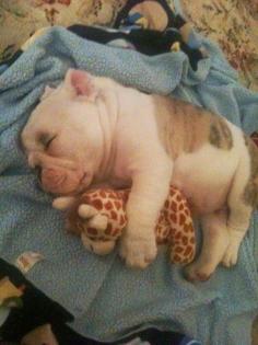 5 Adorable puppies cuddling with stuffed toys | Pic#02