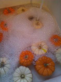 wash pumpkins in bleach water to prevent from rotting in doors. Who knew!