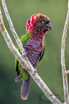 The Red-fan Parrot (Deroptyus accipitrinus), also known as the Hawk-headed Parrot, is a parrot hailing from the Amazon Rainforest.