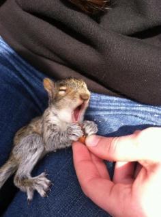 Baby squirrel yawning