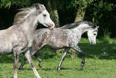 Horses by Jutta Kools Photography