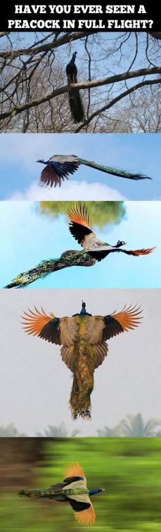 A peacock in full flight.