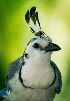 ❦ White Throated - Magpie Jay by Jeff Costa Rica Photography, via Flickr